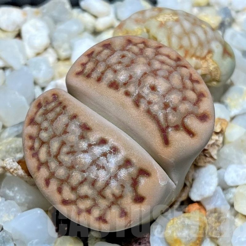 LOT281  50 SEEDS Lithops hallii v. ochracea `Springpan`, harvest 2024