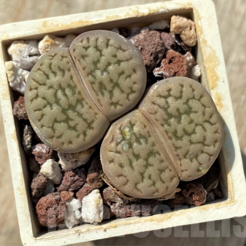 LOT258  20SEEDS Lithops hookeri v. elephina C93, yarvest 2024