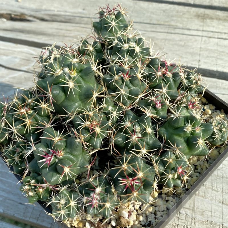 SET117 Thelocactus hexaedrophorus SB564 -Motamonas-, all plants