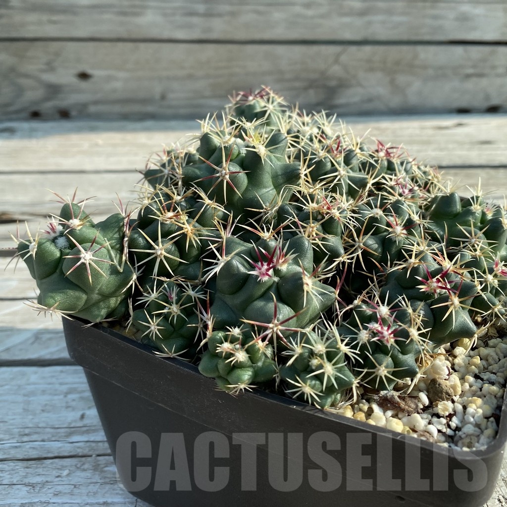 SET117 Thelocactus hexaedrophorus SB564 -Motamonas-, all plants - Imagen 2