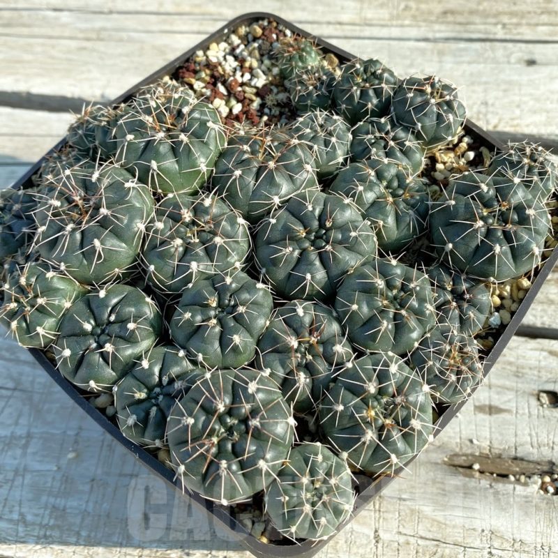 SET135 Gymnocalycium gaponii ssp. geyeri VG 056