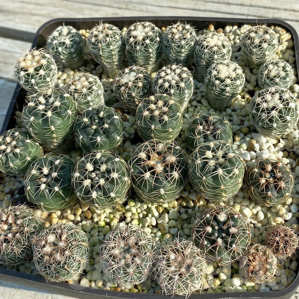 SET137 Gymnocalycium bruchii ssp. renatae GN 234/722 x Gymnocalycium carolinense ssp. ludwigii VG 1411 x Gymnocalycium carolinense ssp. fedjukinii VG 1468