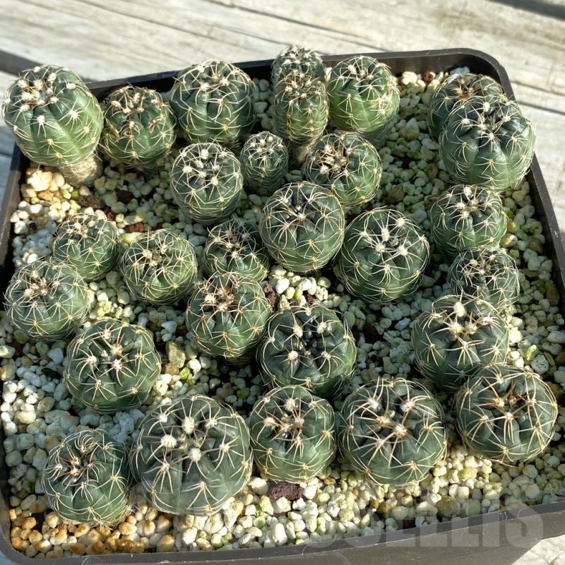 SET177 Gymnocalycium carolinense ssp. fedjukinii VG 1468