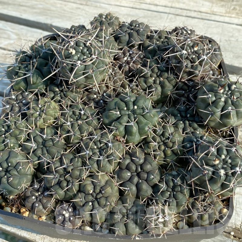 SET178 Gymnocalycium gibbosum v. brachypetalum P 100