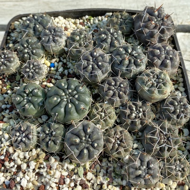 SET179 Gymnocalycium gibbosum v. chubutense RUS 364