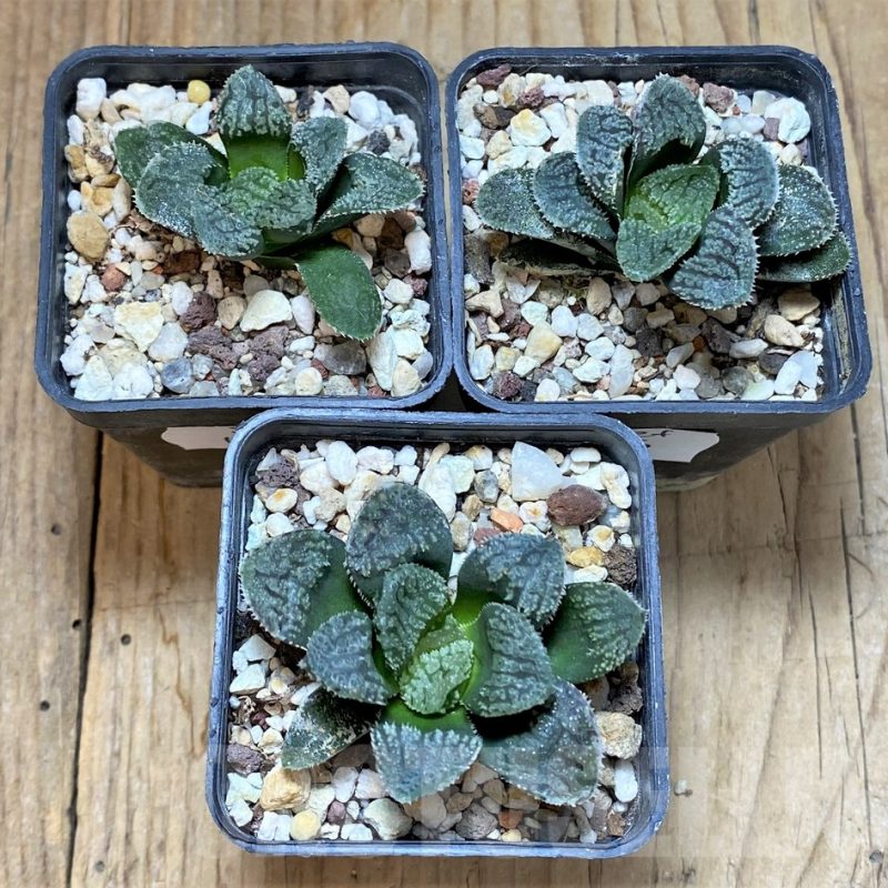 SET196 Haworthia 'Mordor', 3 plants