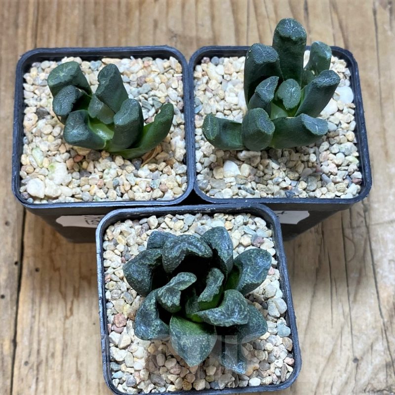 SET197 Haworthia maughanii, 3 plants