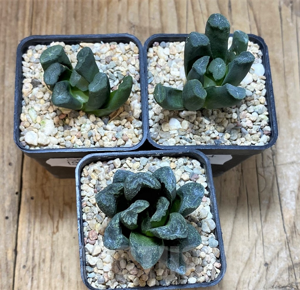SET197 Haworthia maughanii, 3 plants