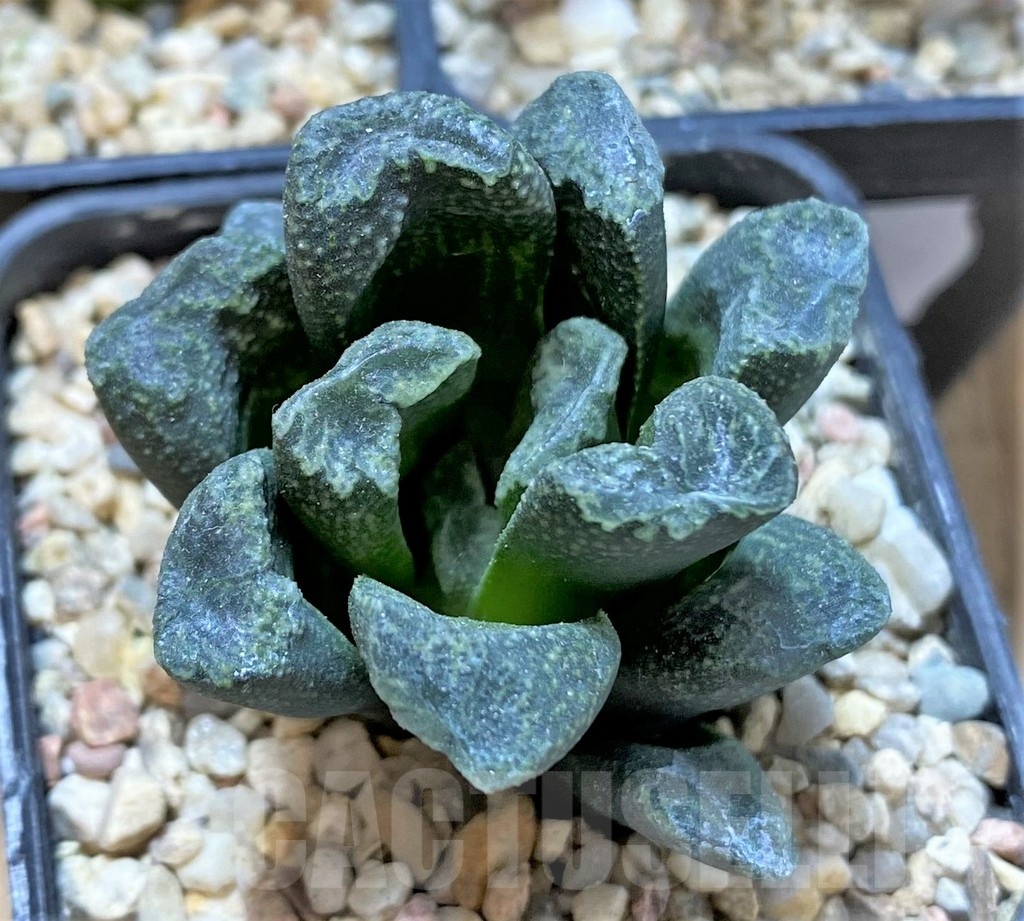 SET197 Haworthia maughanii, 3 plants - immagine 2