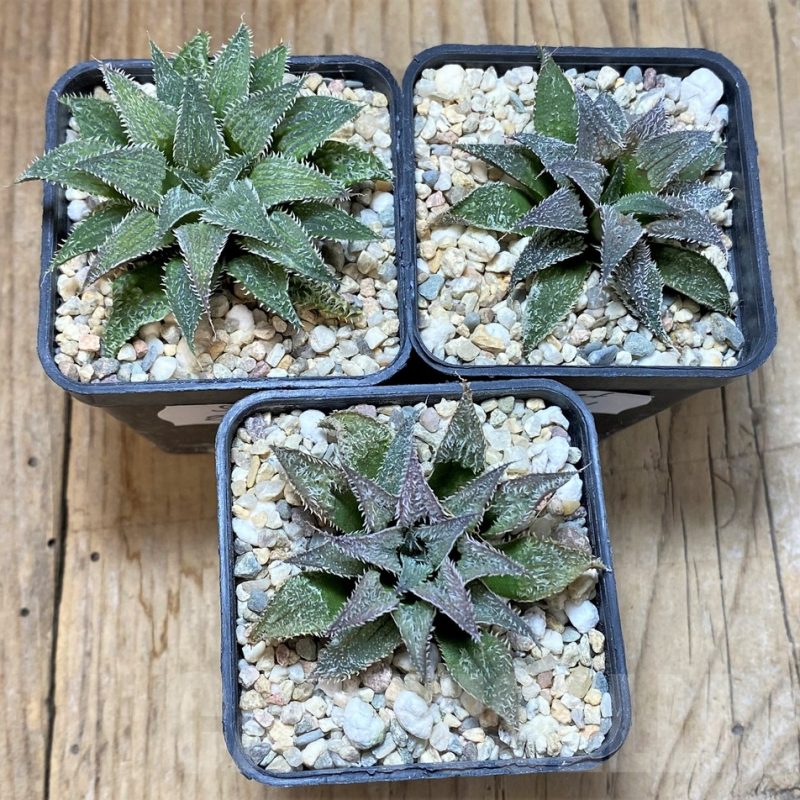 SET201 Haworthia wimii -Japan-, 3 plants