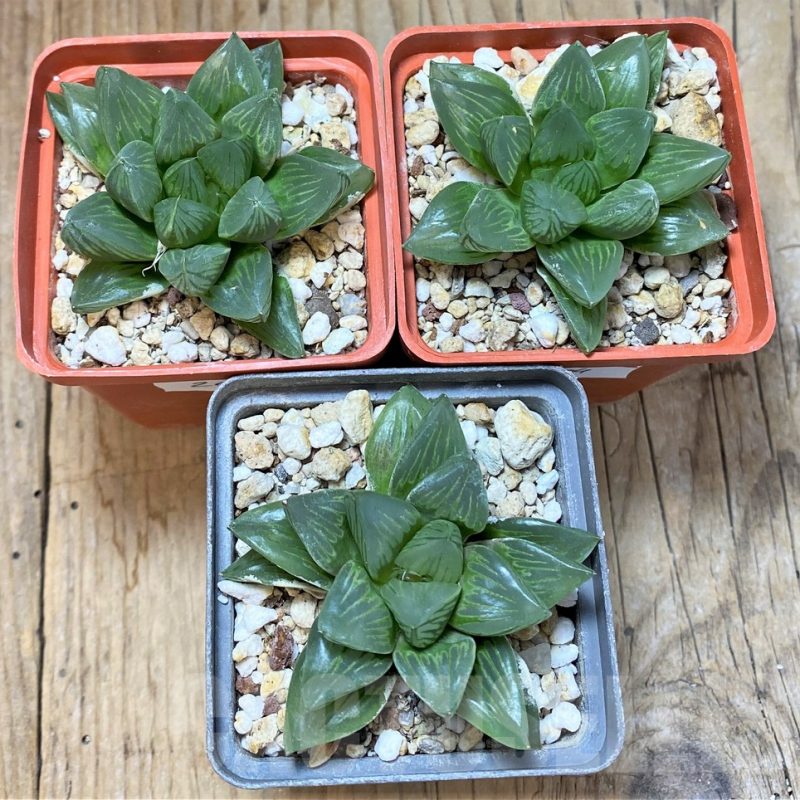 SET204 Haworthia obtusa 'Black star', 3 plants