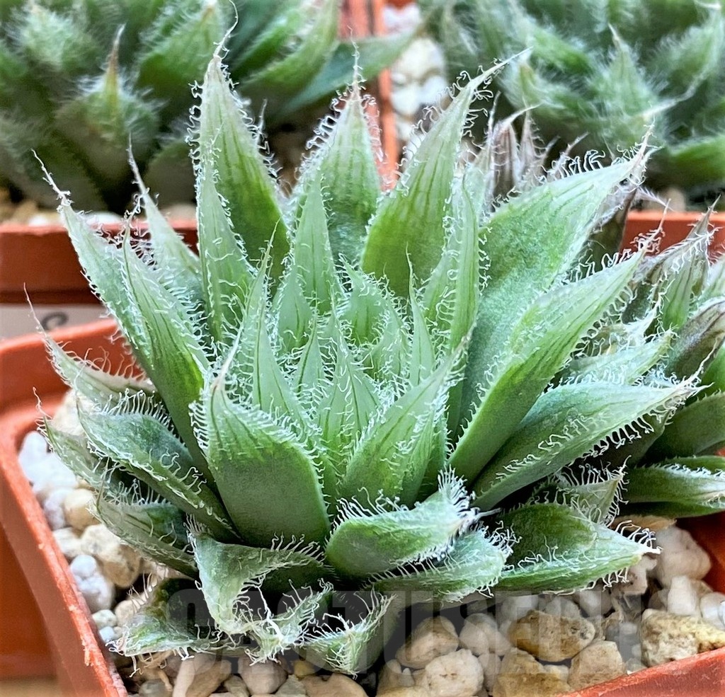 SET205 Haworthia bolusii hybrid, 3 plants
