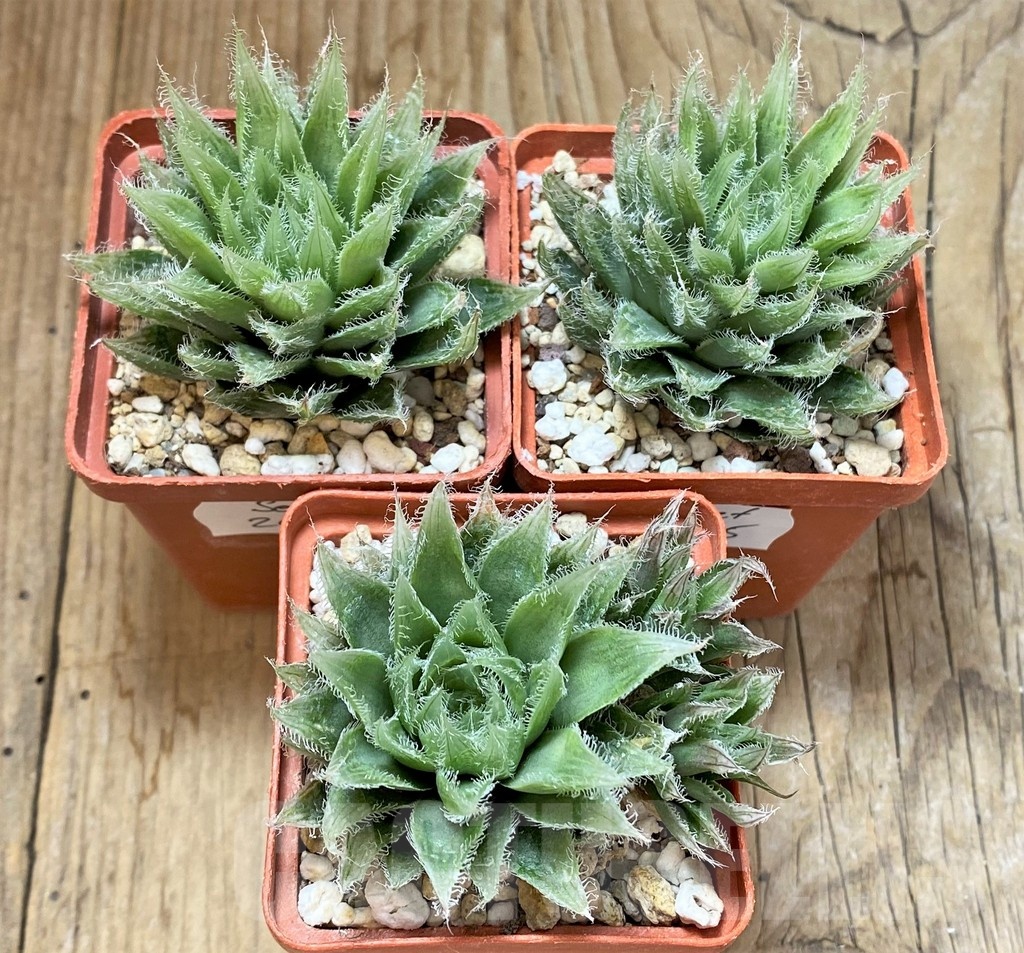 SET205 Haworthia bolusii hybrid, 3 plants - Image 2