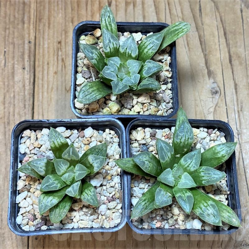 SET206 Haworthia 'Love Heart', 3 plants