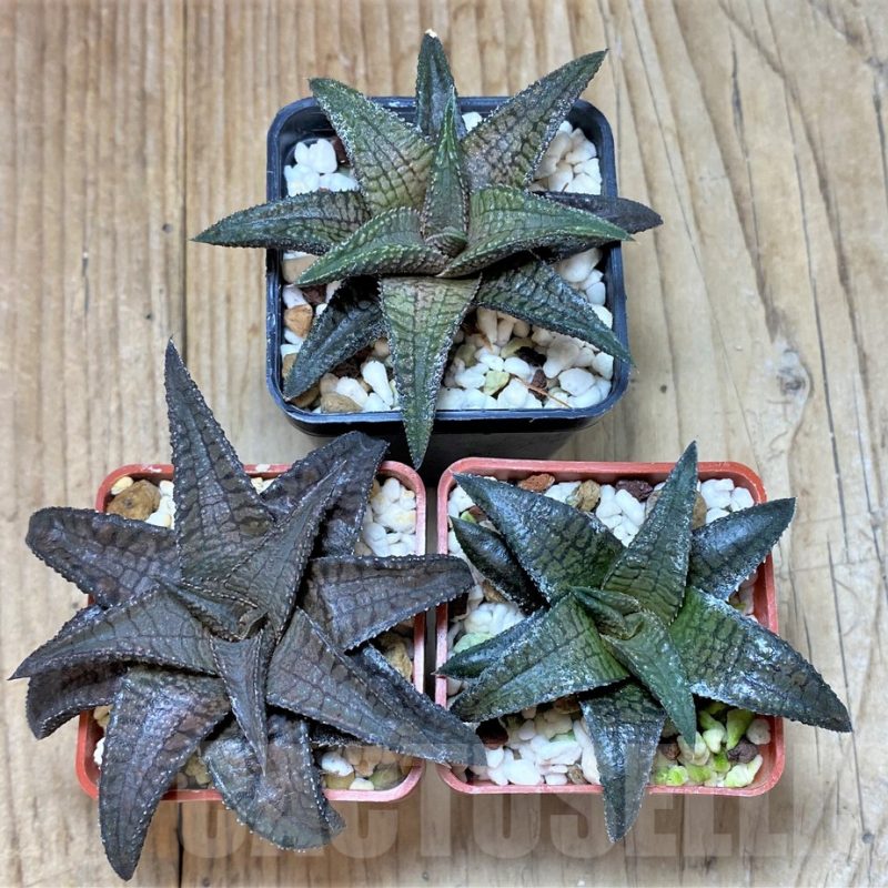 SET207 Haworthia tesselata x koelmaniorum, 3 plants