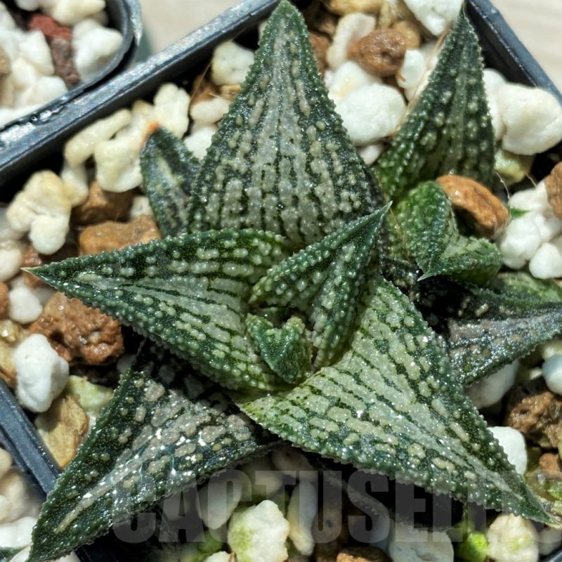 SET241 Haworthia ‘Kintaikyo’ 10 plants