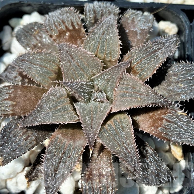 SET254 Haworthia wimii select  10 plants