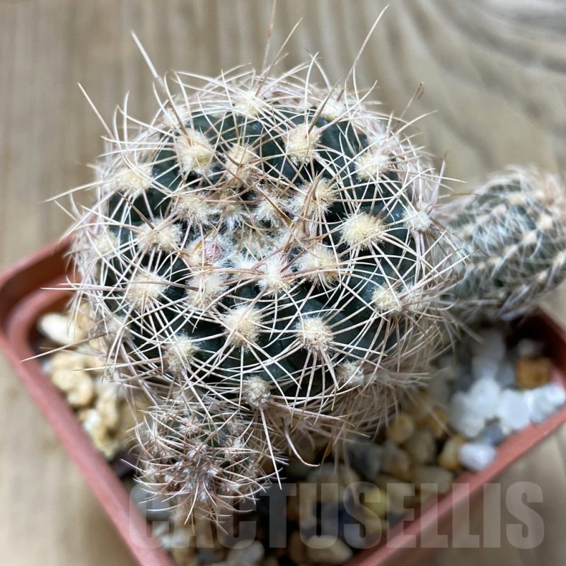 SH017 Gymnocalycium bruchii