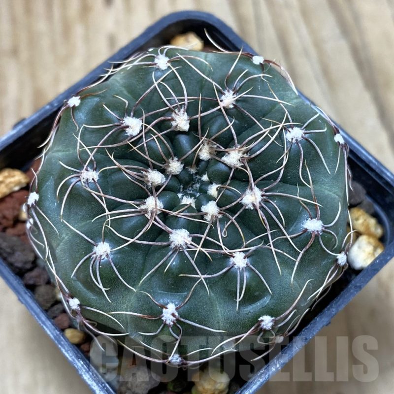 SH021 Gymnocalycium amerhauseri ssp. altagraciense GN 1054