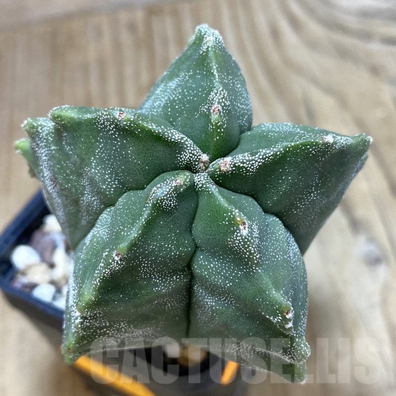 SH048 Astrophytum myriostigma 'Kikko'