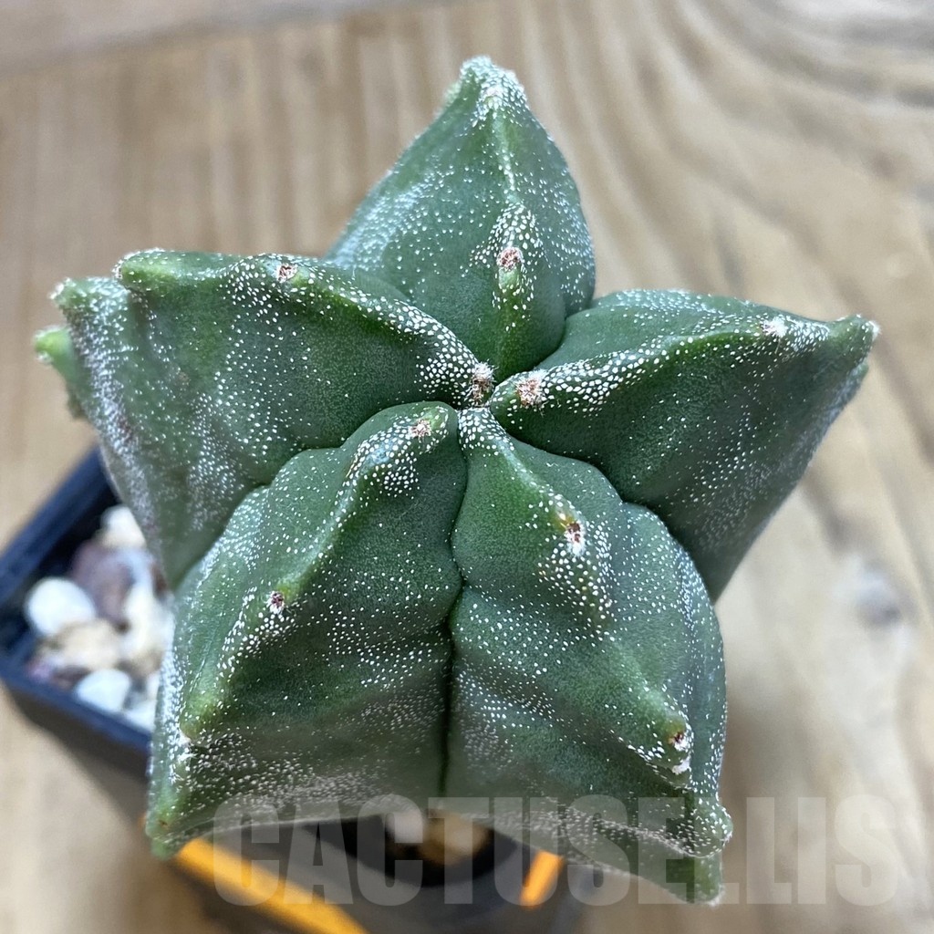 SH048 Astrophytum myriostigma 'Kikko'