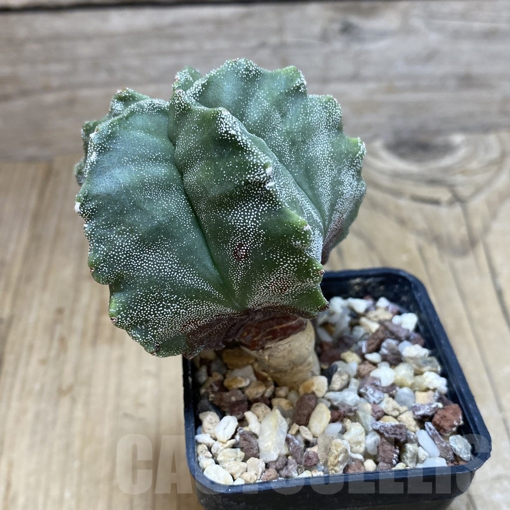 SH048 Astrophytum myriostigma 'Kikko' - 画像 (2)