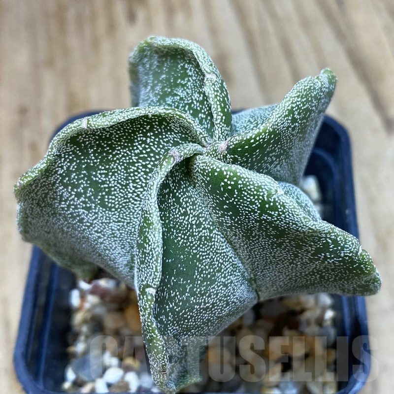 SH050 Astrophytum myriostigma
