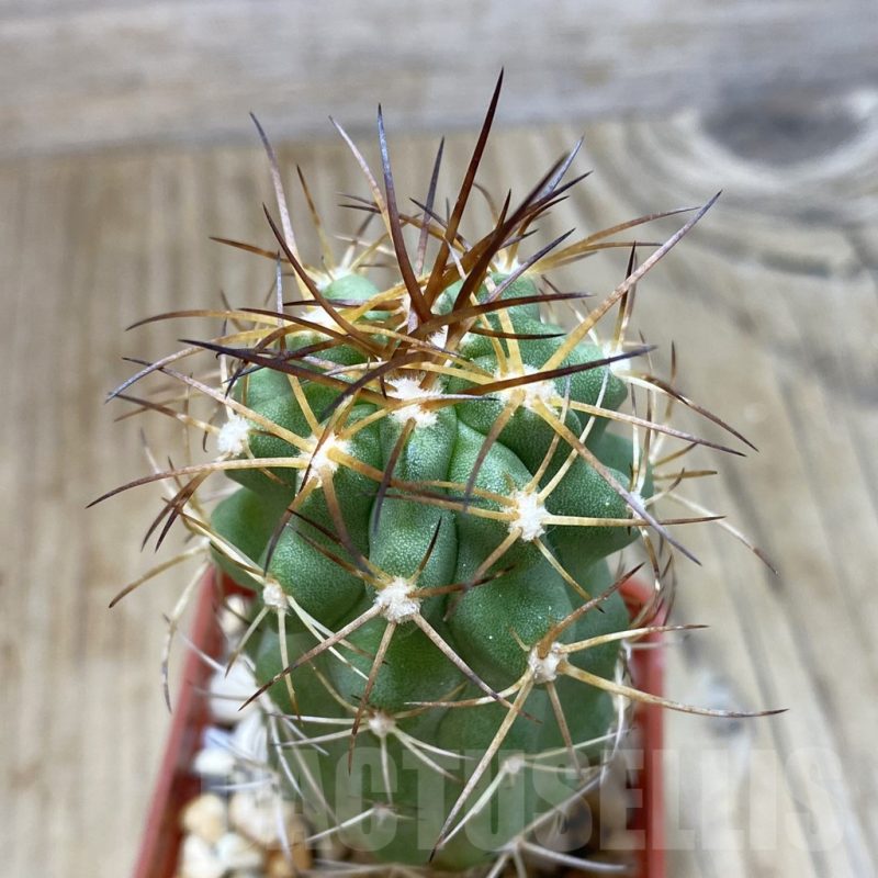 SH051 Copiapoa coquimbana