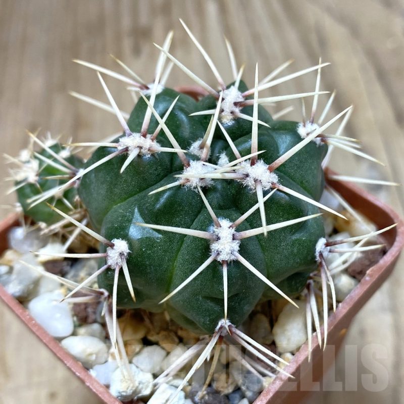 SH052 Gymnocalycium achirasense v. echinatum