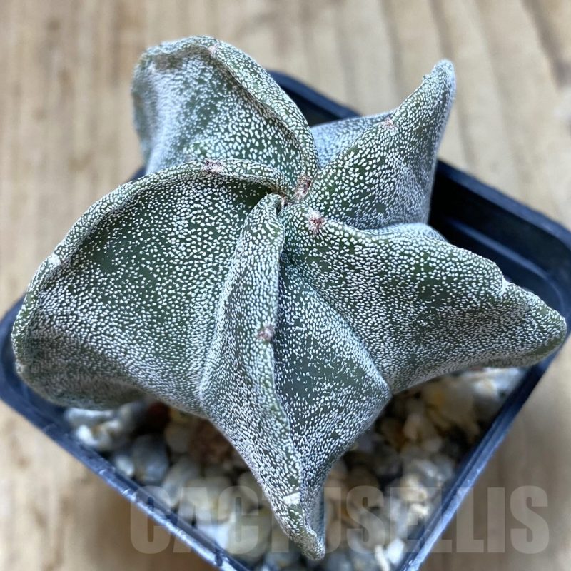 SH053 Astrophytum myriostigma
