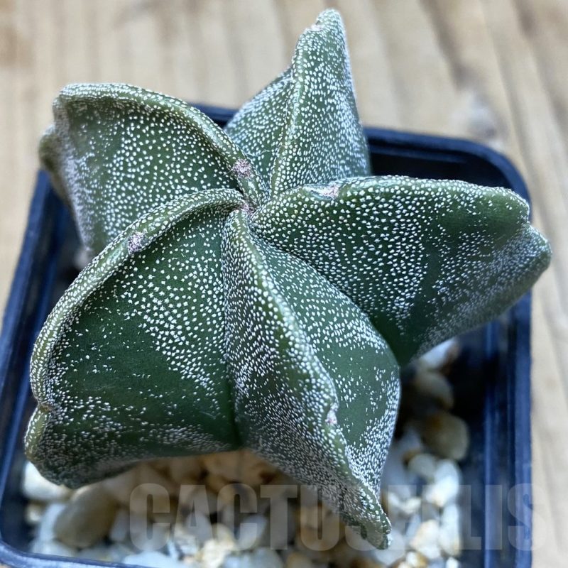SH056 Astrophytum myriostigma