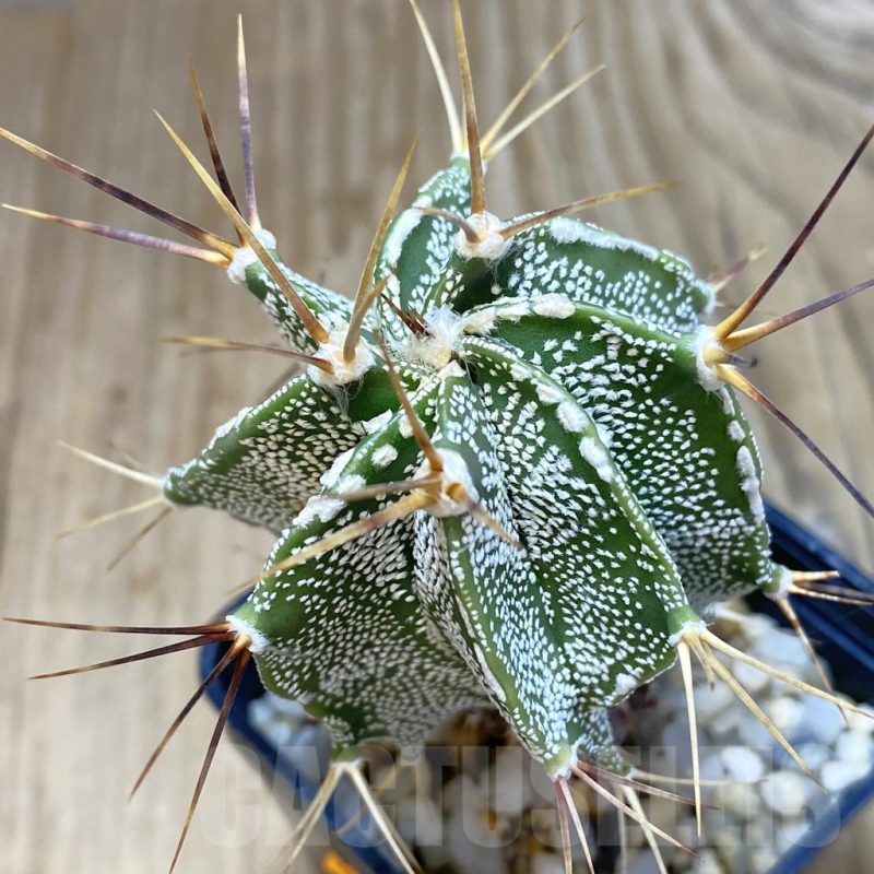 SH060 Astrophytum ornatum