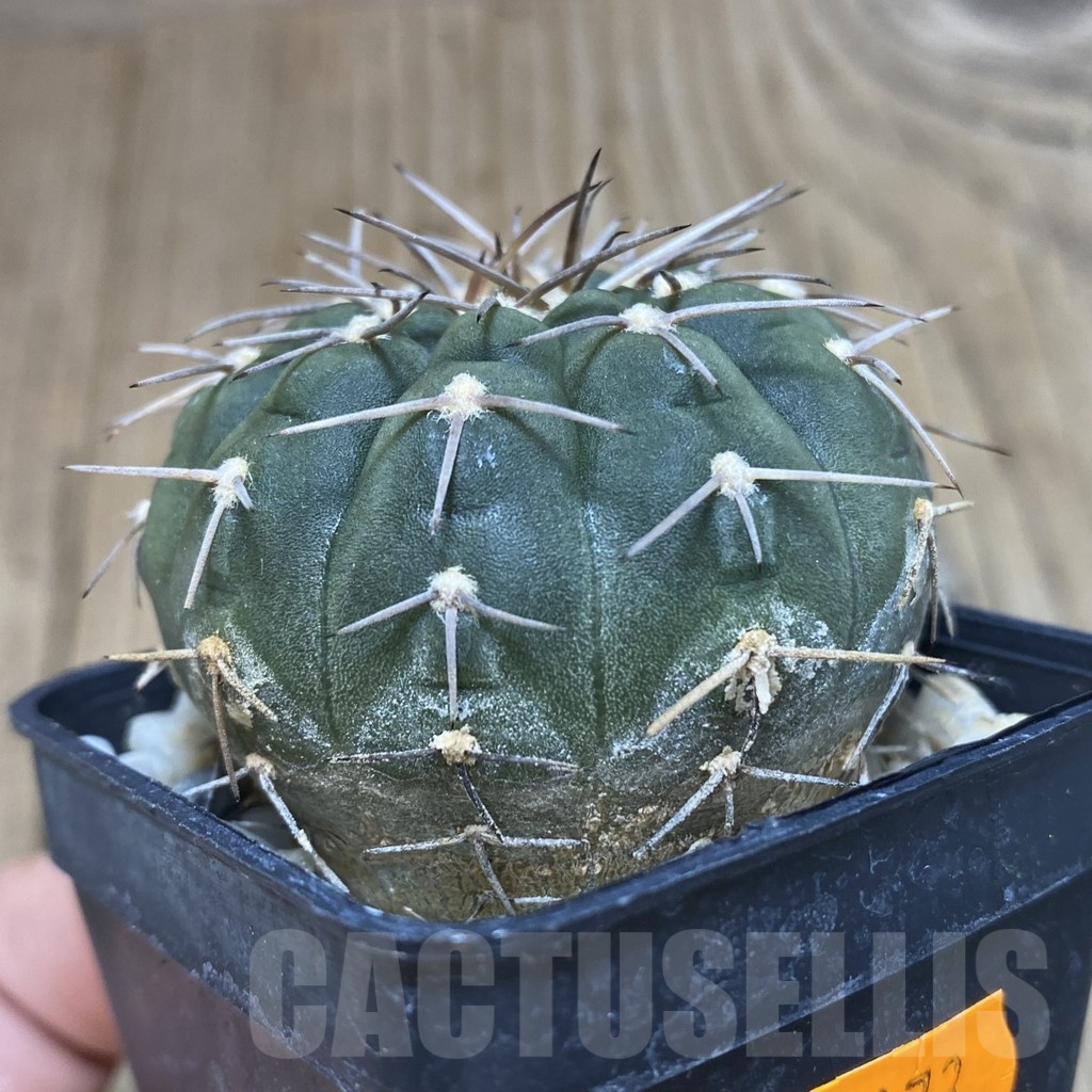 SH073 Gymnocalycium triacanthum - Imagen 2