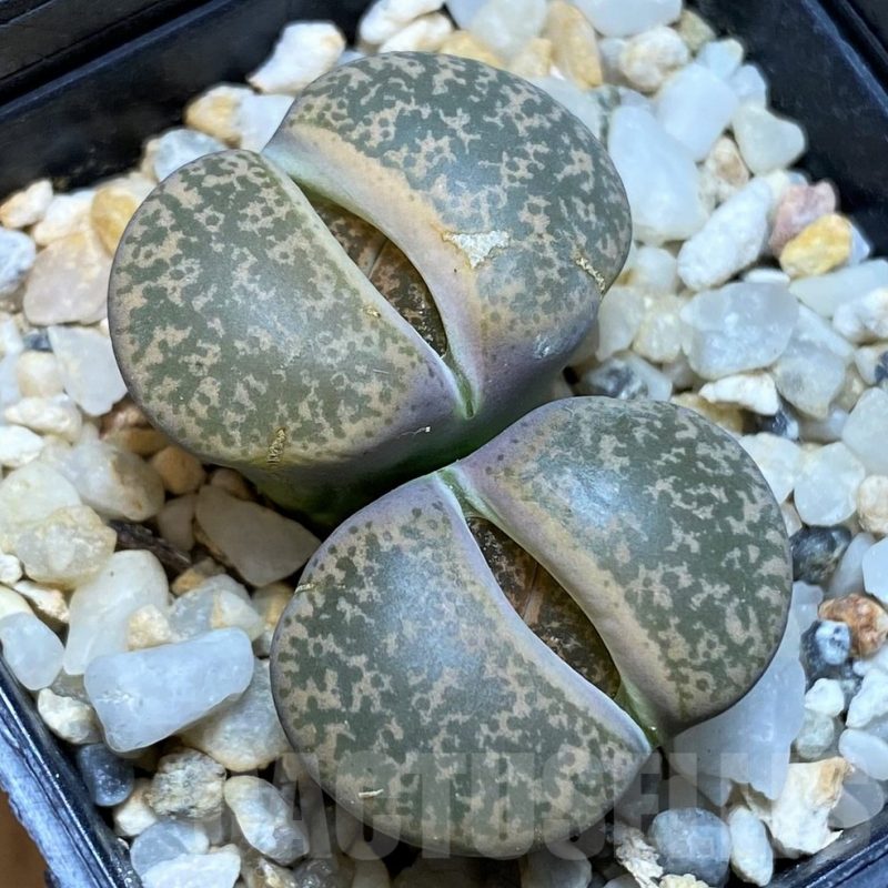 SH1033 Lithops lesliei -Stilfontein-