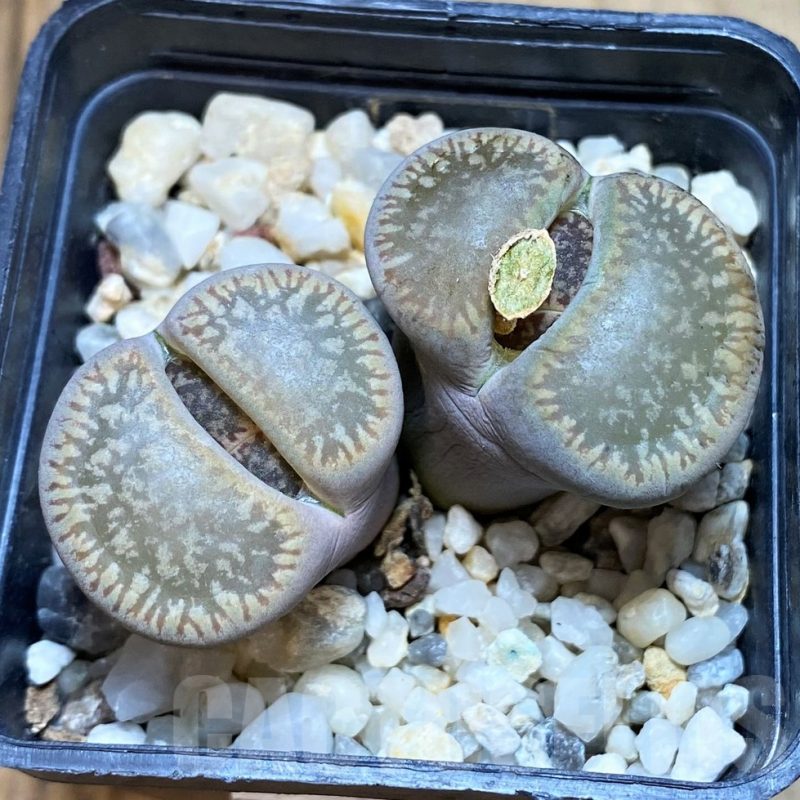 SH1035 Lithops aucampiae ssp. euniceae v. fluminalis