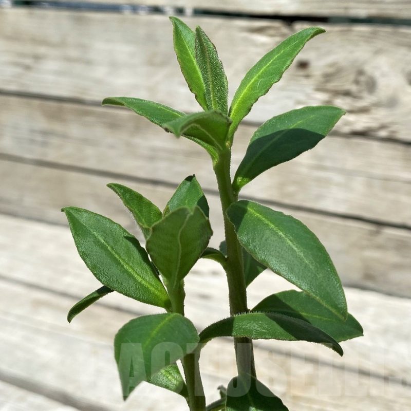 SH10393 Monadenium sp. nova aff. goetzei -Malawi-