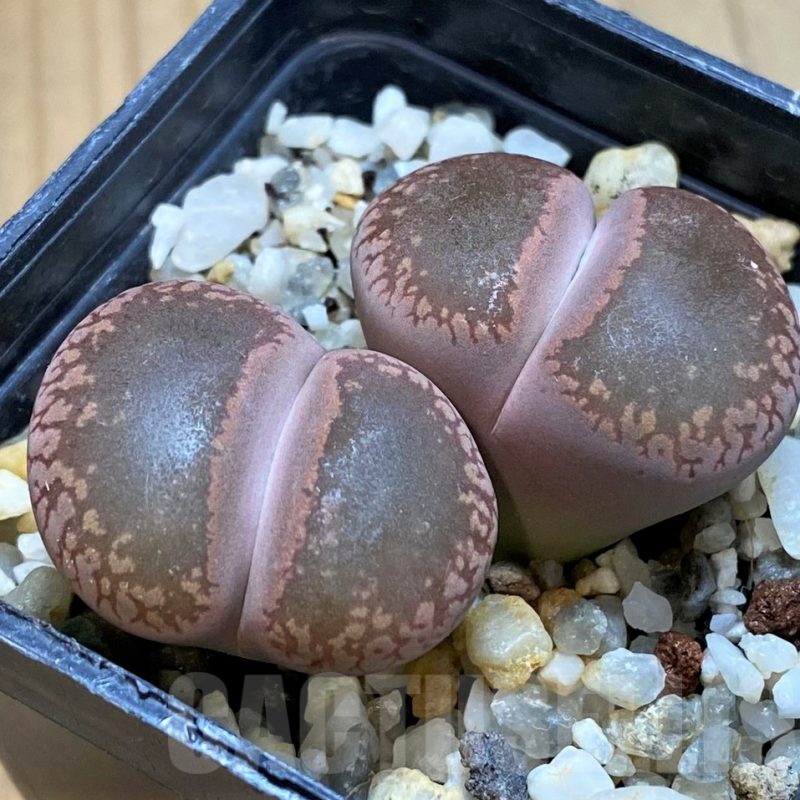 SH10681 Lithops aucampiae 'Red open window'