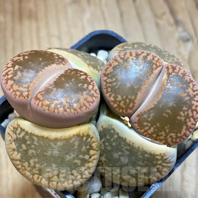 SH10682 Lithops aucampiae ‘Kuruman form’