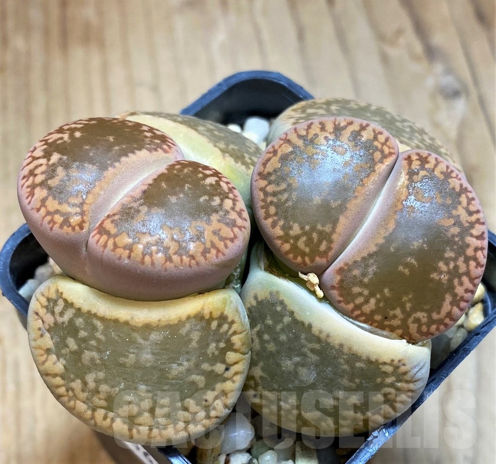 SH10682 Lithops aucampiae ‘Kuruman form’