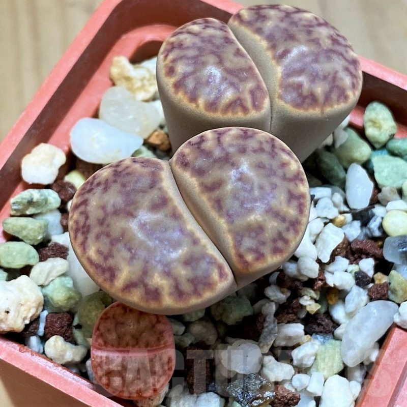 SH10683 Lithops bromfieldii