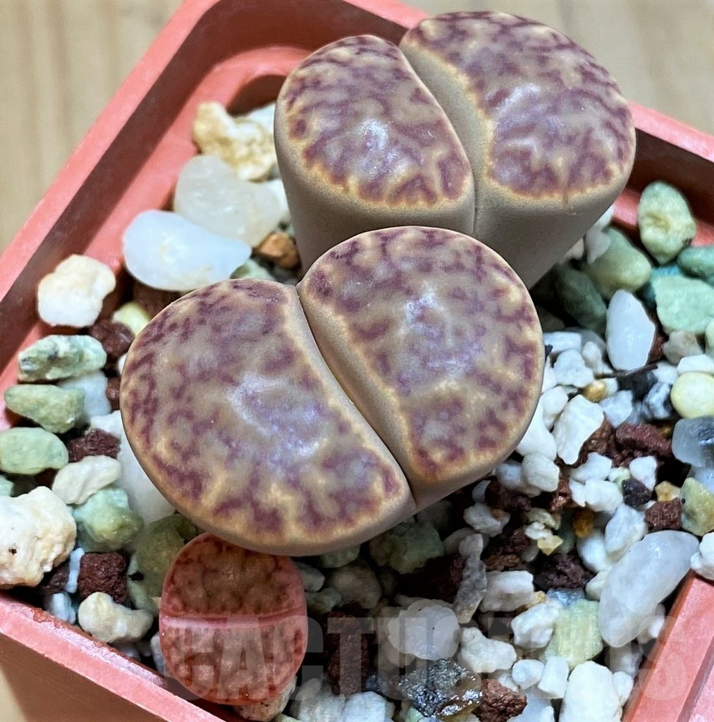 SH10683 Lithops bromfieldii