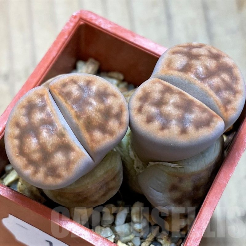 SH10711 Lithops karasmontana v. summitatum