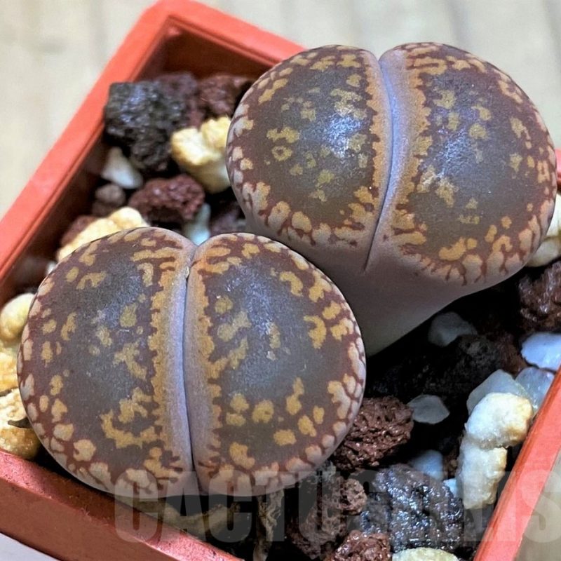 SH10716 Lithops aucampiae ‘Kuruman form’