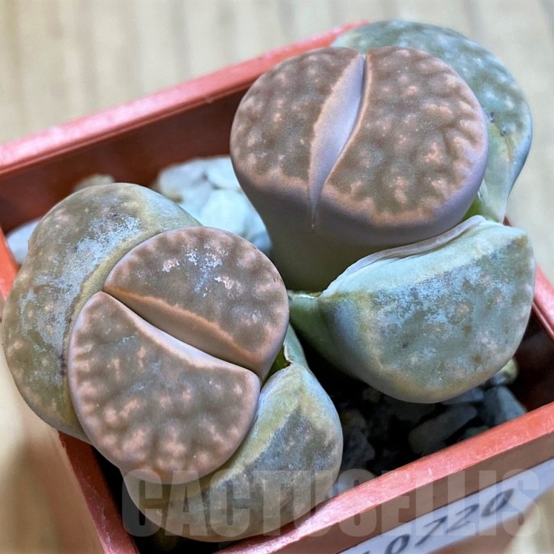 SH10720 Lithops karasmontana C065A (Signalberg Form)