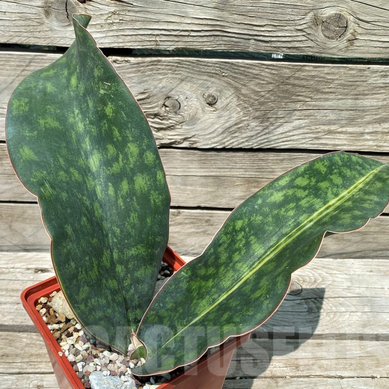 SH10788 Sansevieria 'Macrophylla' f. variegata