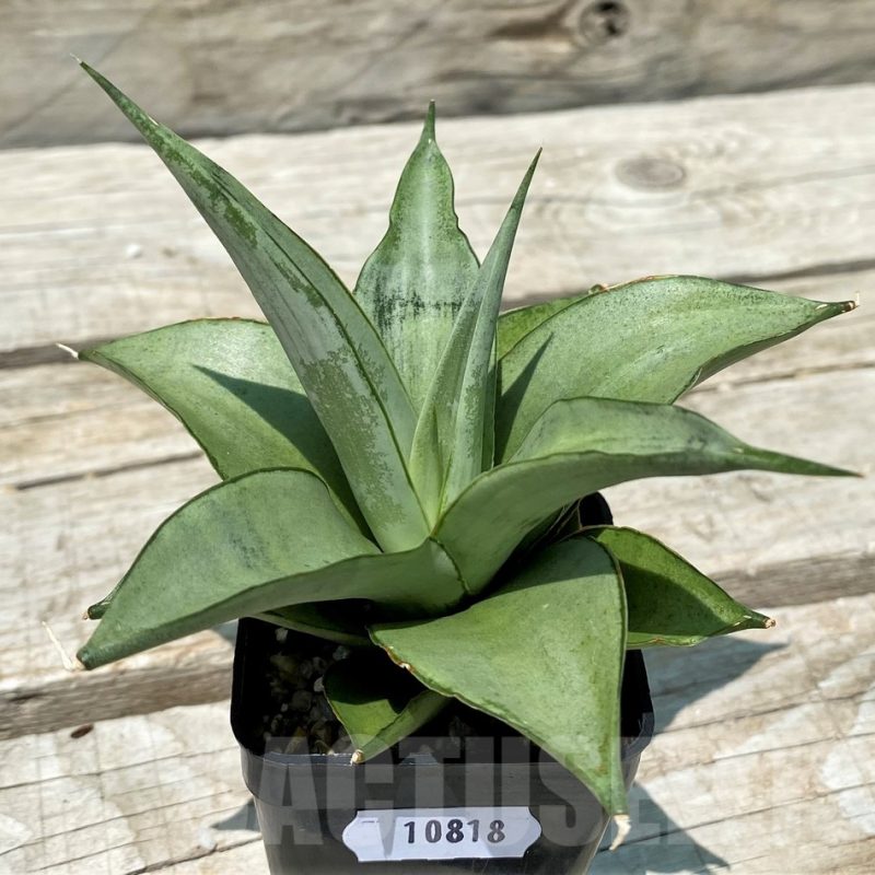 SH10818 Sansevieria 'Manee Thaewee'
