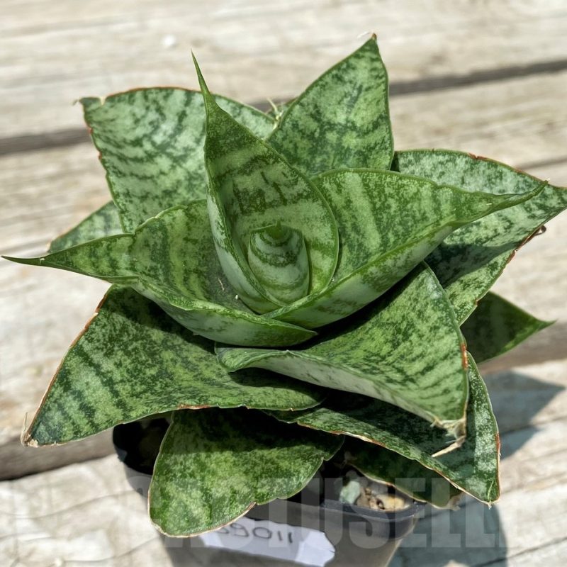SH10829 Sansevieria 'Frozen Rose'