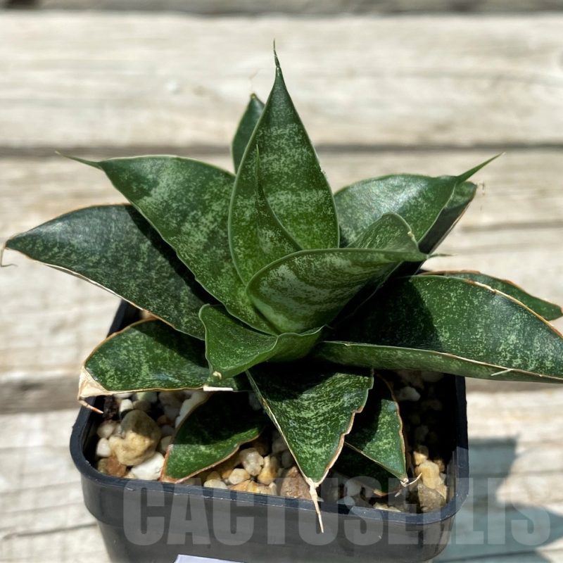SH10832 Sansevieria 'Black Castle'