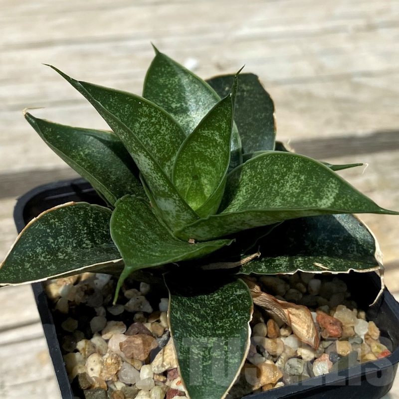 SH10833 Sansevieria 'Black Castle'