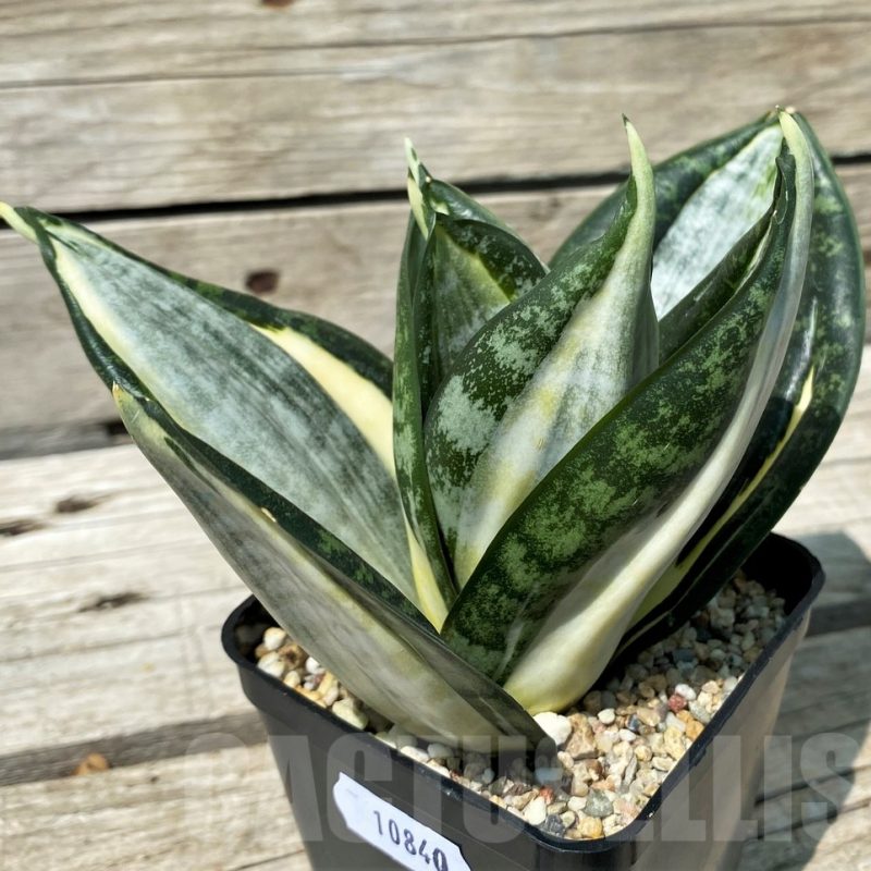 SH10840 Sansevieria 'Zebra'